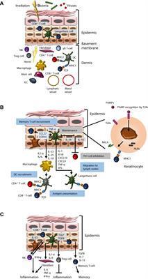 Skin Immunity and Tolerance: Focus on Epidermal Keratinocytes Expressing HLA-G